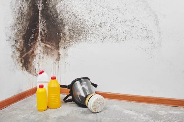  Jackson, MI Mold Removal Pros