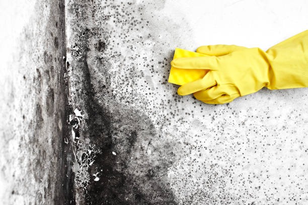 Best Local Mold Removal Service  in Jackson, MI