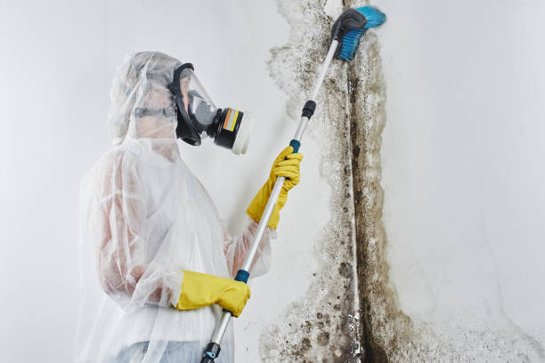 Best Commercial Mold Removal  in Jackson, MI