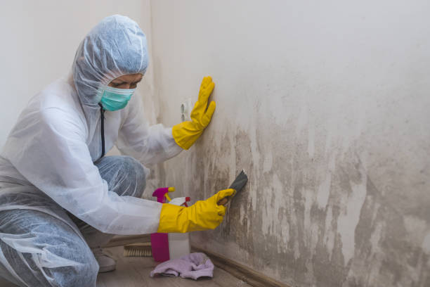 Best Certified Mold Removal  in Jackson, MI