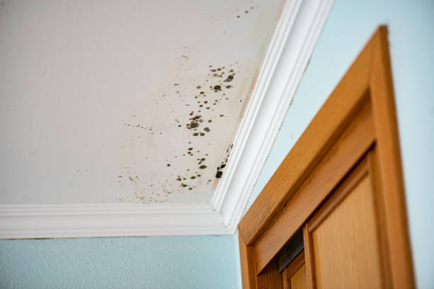 Professional Mold Removal in Jackson, MI