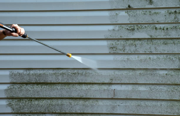 Professional Mold Removal in Jackson, MI
