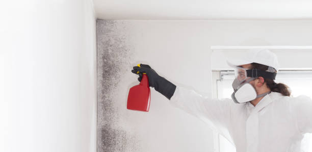 Mold Removal Process in Jackson, MI