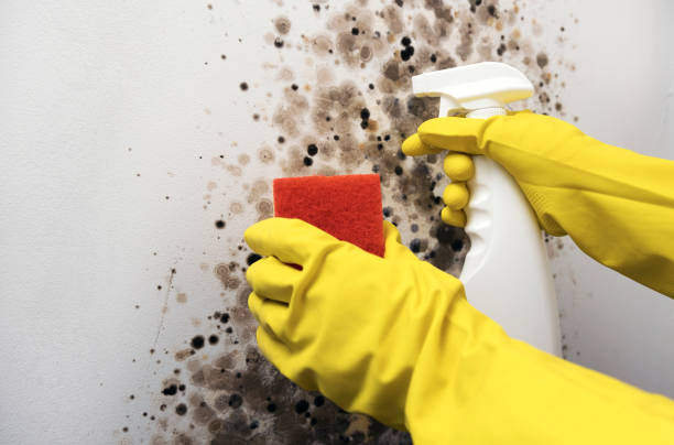 Best Residential Mold Removal  in Jackson, MI