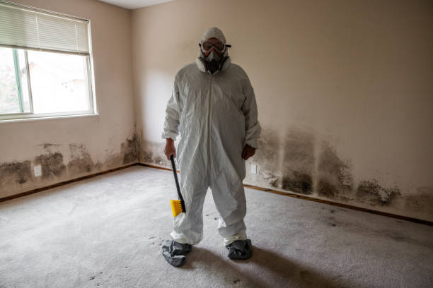 Best Mold Removal Process  in Jackson, MI