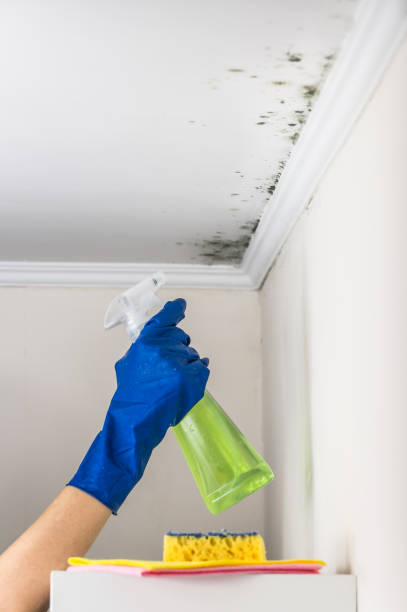 Best Toxic Mold Removal  in Jackson, MI